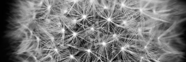 panoramic-3-piece-acrylic-print-dandelion-in-xxl-panorama