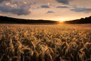 poster-print-fields-of-gold-x