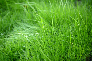 framedcanvas-print-blades-of-grass