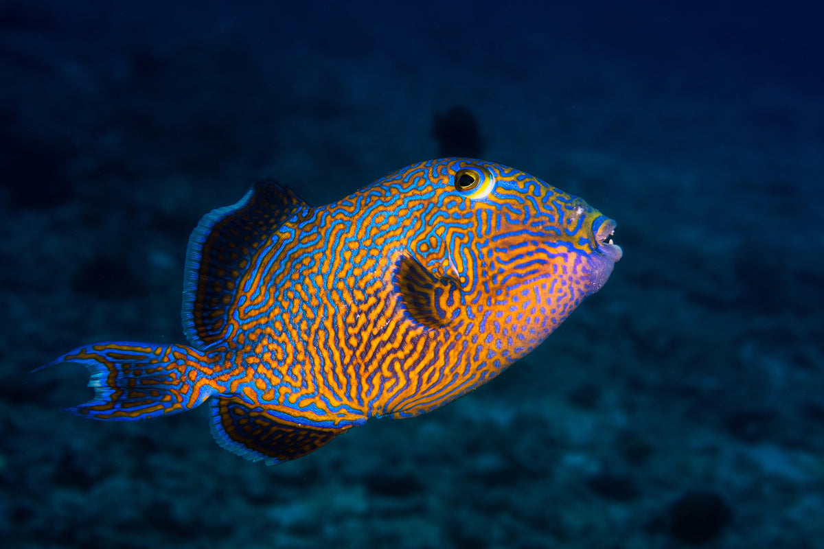 framedposter-print-blue-triggerfish