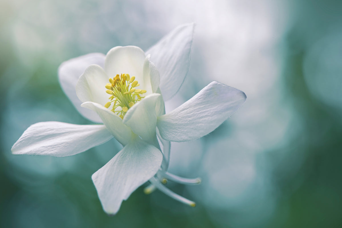 framedcanvas-print-purity-xbj
