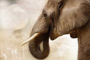 3-piece-aluminium-print-portrait-of-an-elephant