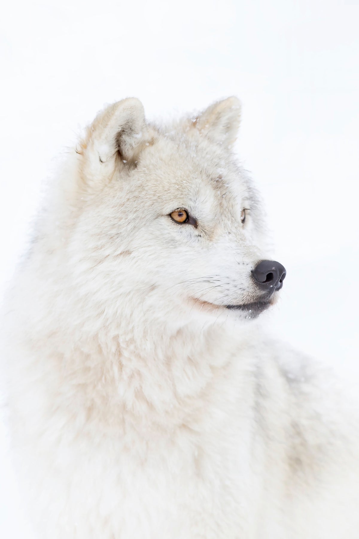 canvas-print-portrait-of-an-arctic-wolf-x
