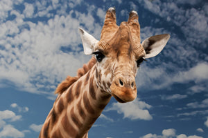 poster-print-attention-giraffe