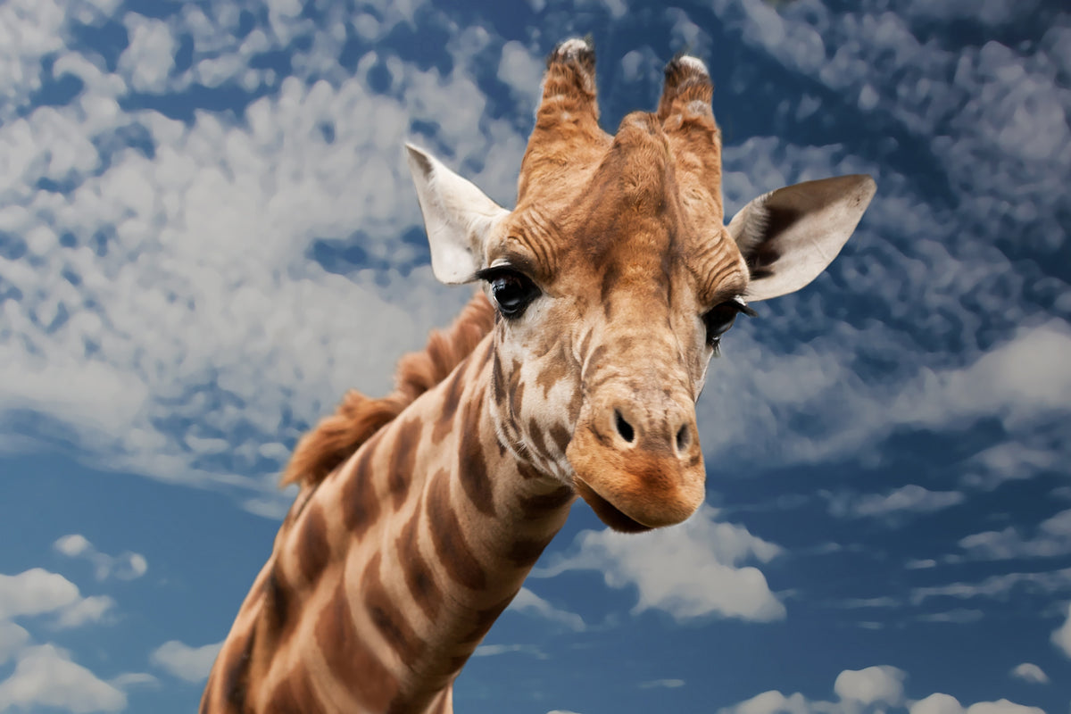 poster-print-attention-giraffe