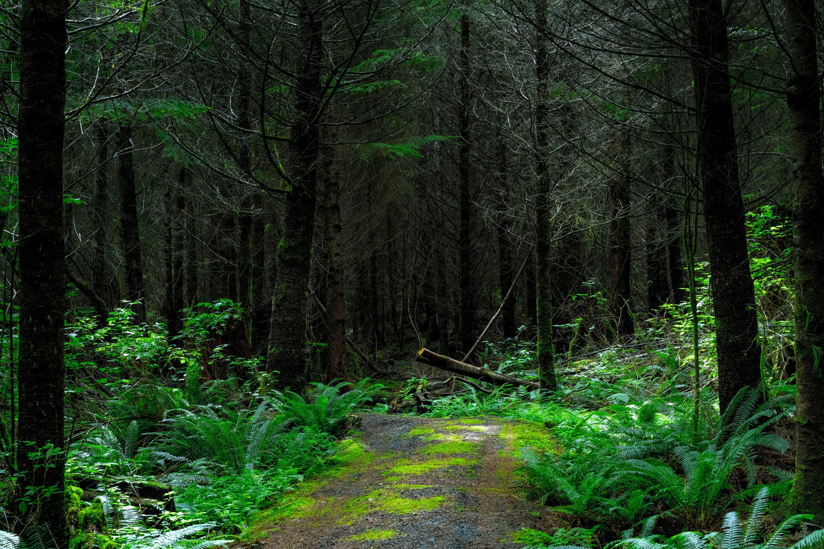 acrylic-print-wild-forest