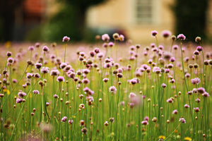 aluminium-print-a-meadow-full-of-flowers