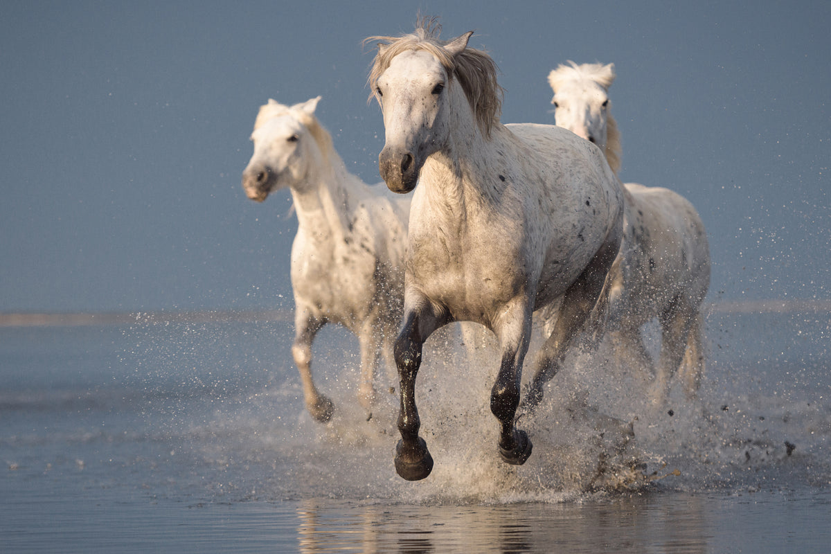 poster-print-camargue-horses-on-sunset-x