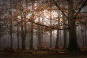 canvas-print-foggy-memory-of-the-past-x