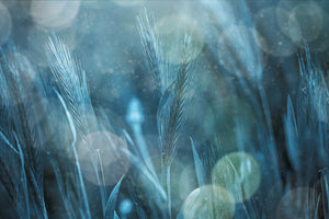 poster-print-fantastic-nature-x