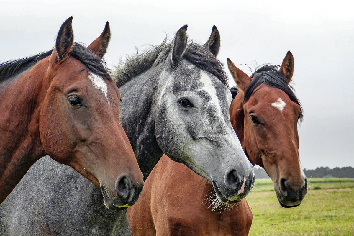 3-piece-acrylic-print-the-horse-trio