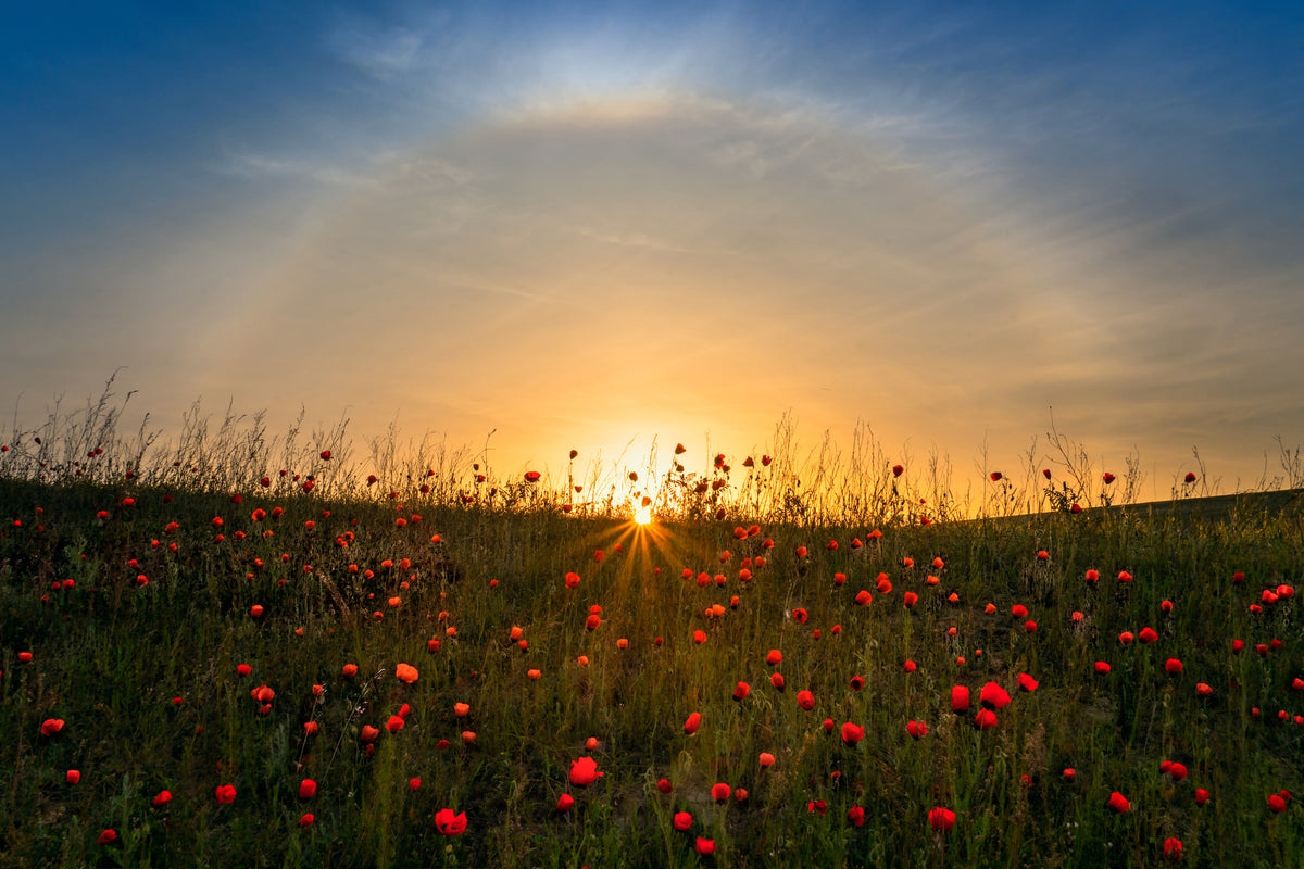 modern-3-piece-acrylic-print-red-poppies-and-sunrise