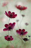 poster-print-cosmos-sway-x