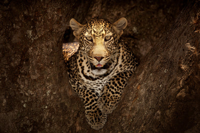 poster-print-leopard-resting-on-a-tree-at-masai-mara