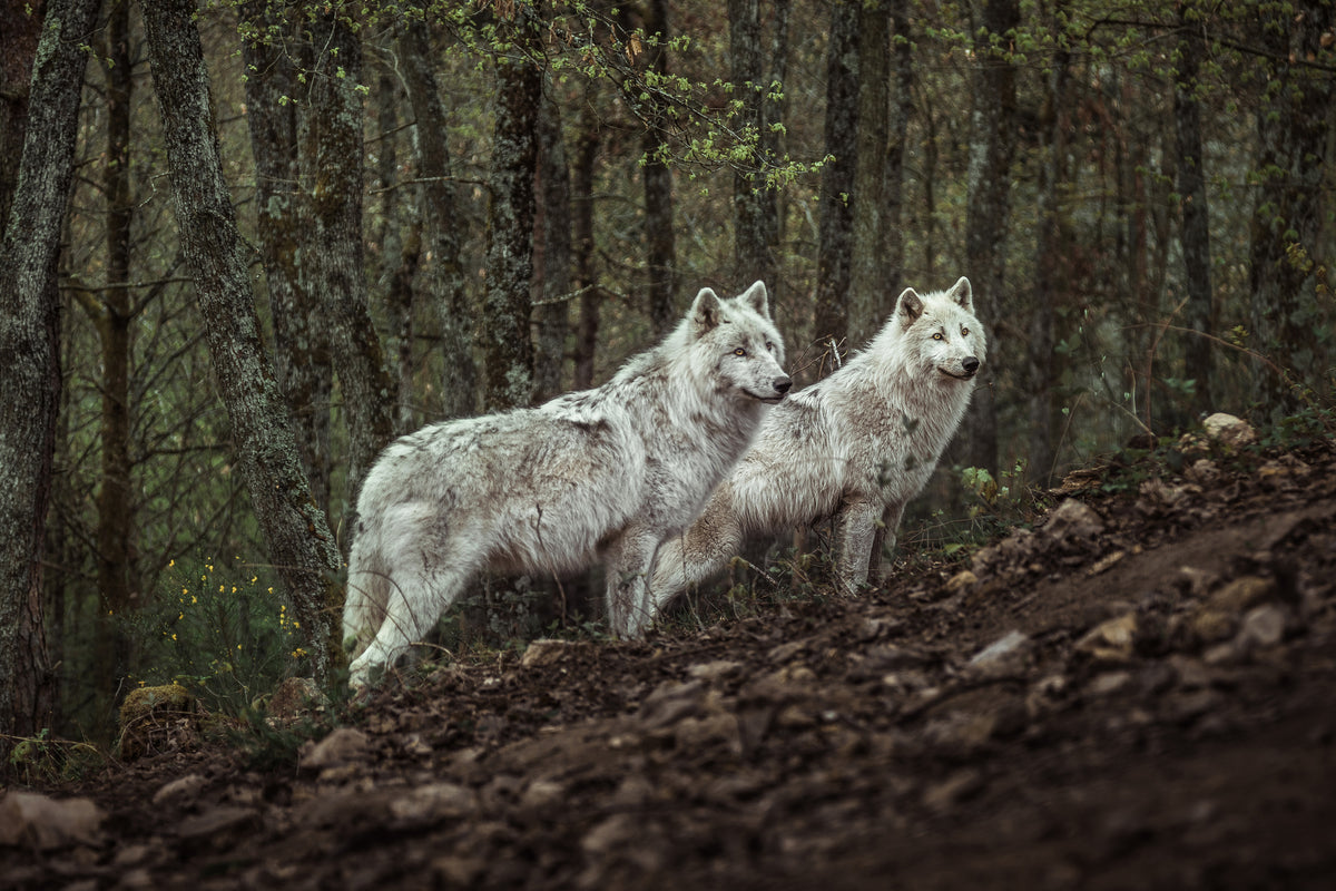 framedcanvas-print-meeting-with-white-wolves-x