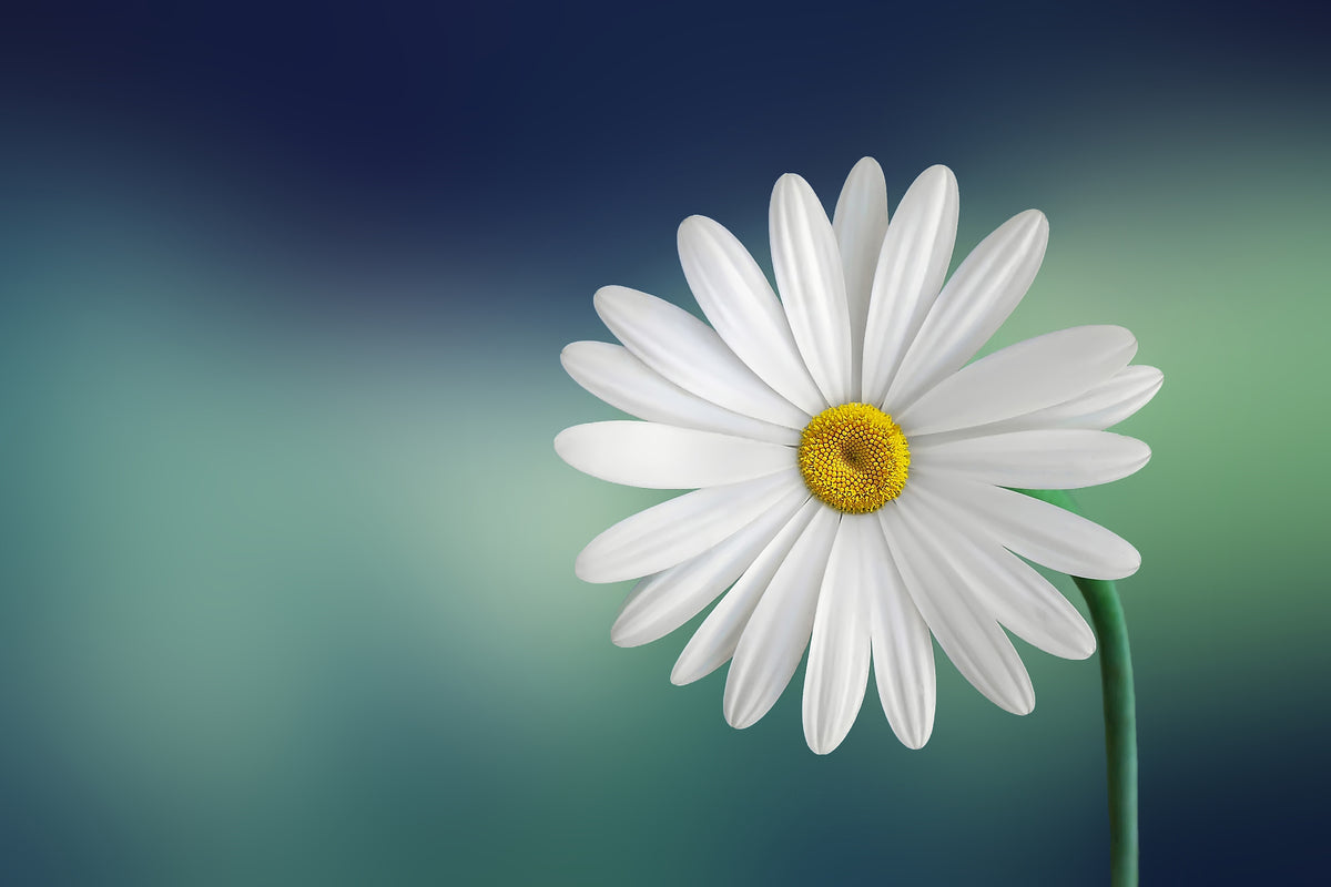 3-piece-canvas-print-flower