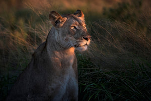 aluminium-print-lioness-at-first-day-ligth-x