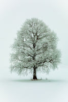 canvas-print-nimloth-x