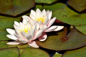 poster-print-water-lily-duo-in-white
