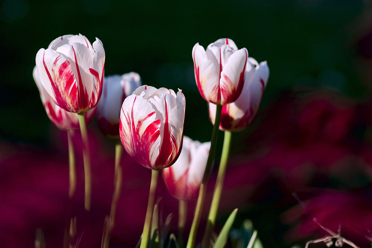 acrylic-print-the-beauty-of-the-tulips
