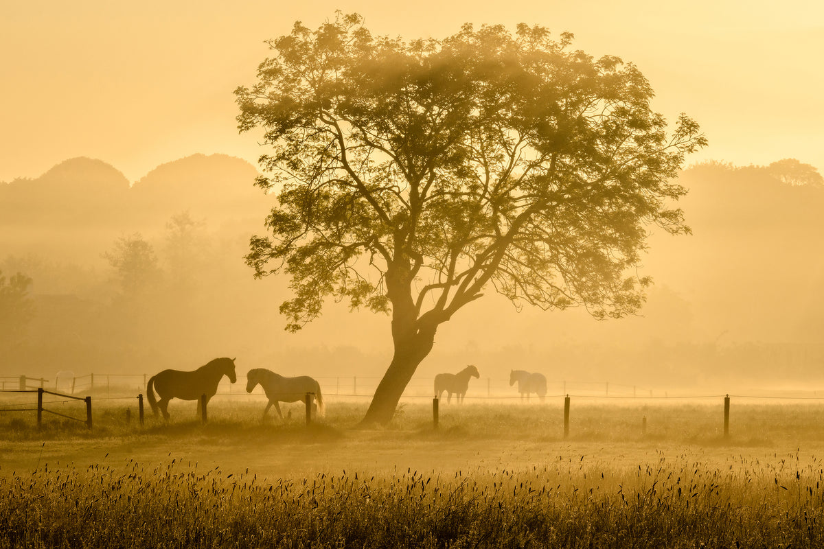 acrylic-print-golden-horses-x