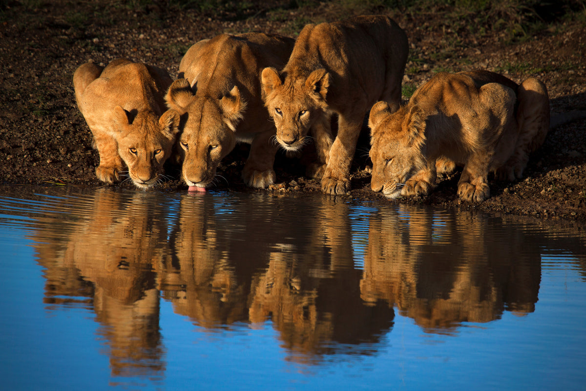 framedposter-print-lions-of-mara