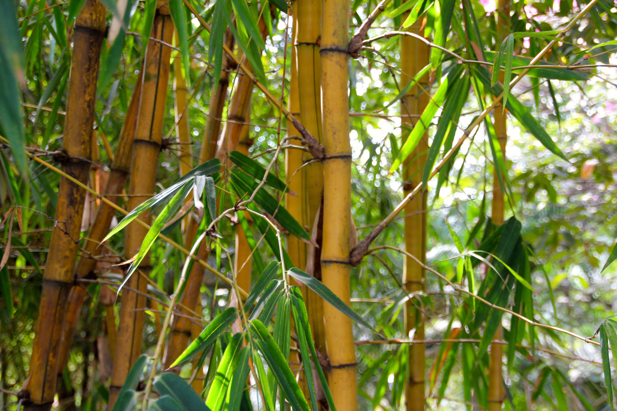 3-piece-aluminium-print-wild-bamboo