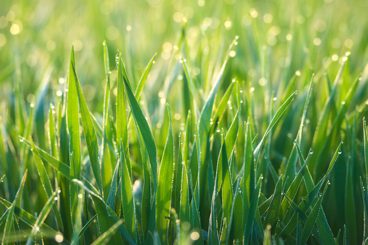modern-3-piece-aluminium-print-grass-with-morning-dew-xl