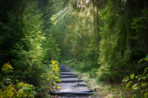 acrylic-print-a-path-between-firs