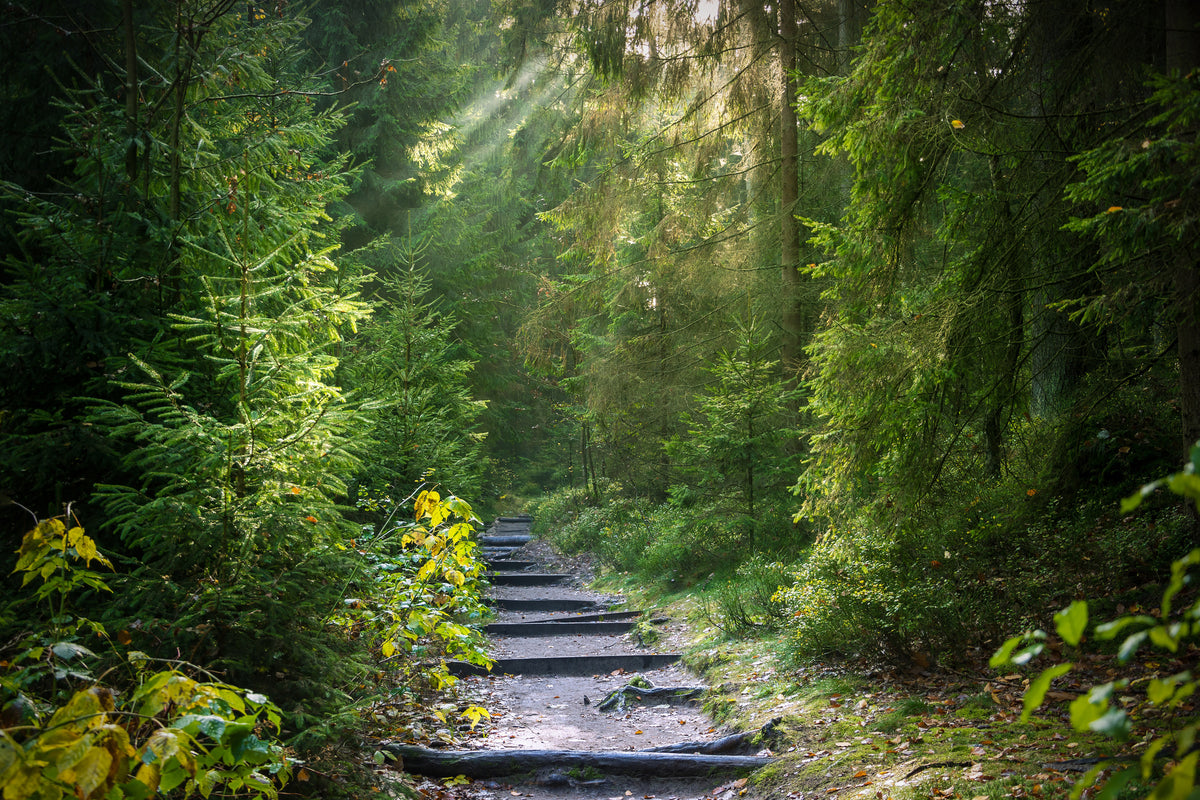 acrylic-print-a-path-between-firs