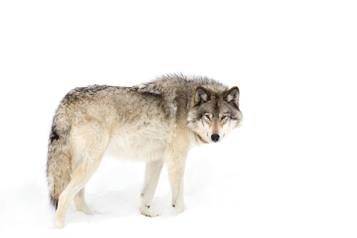 aluminium-print-canadian-timber-wolf