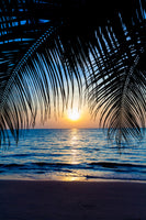 framedcanvas-print-through-the-palm