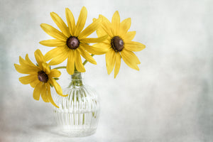 acrylic-print-rudbeckia-x