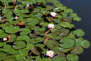 framedposter-print-white-water-lilies-in-the-pond