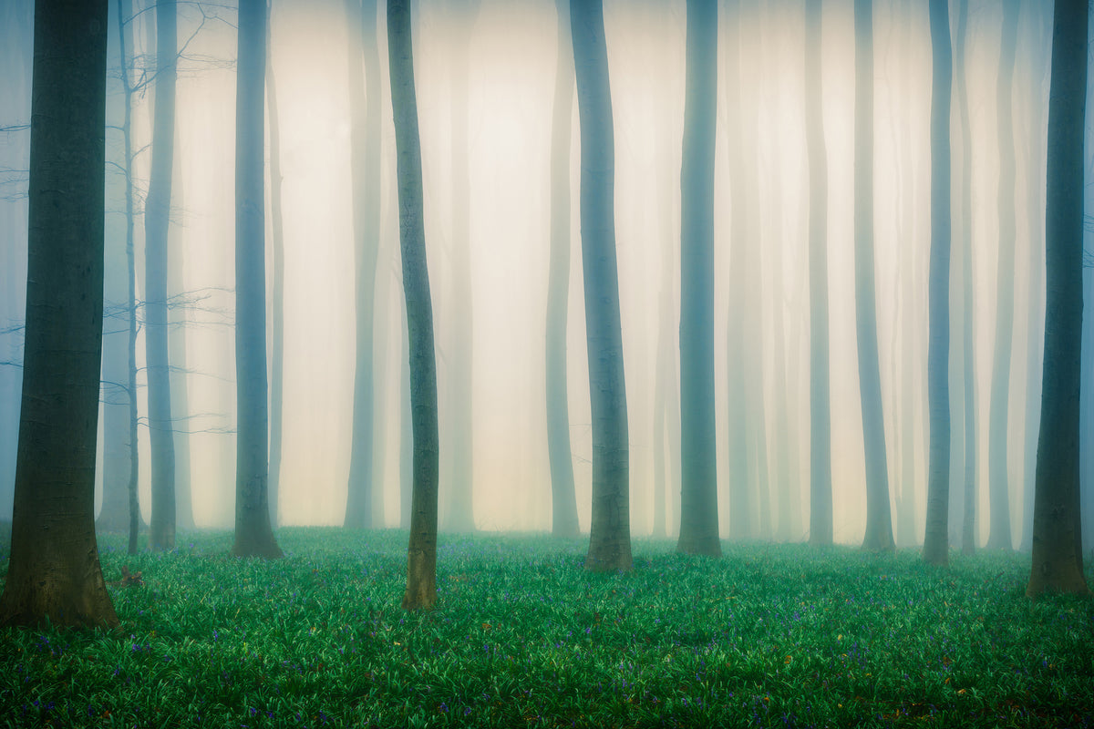 canvas-print-daydreaming-of-bluebells-x