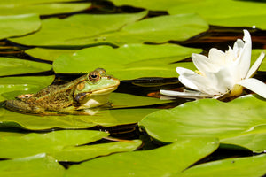 3-piece-canvas-print-the-frog-and-the-water-lily