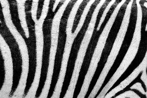 3-piece-aluminium-print-strip-of-the-zebra