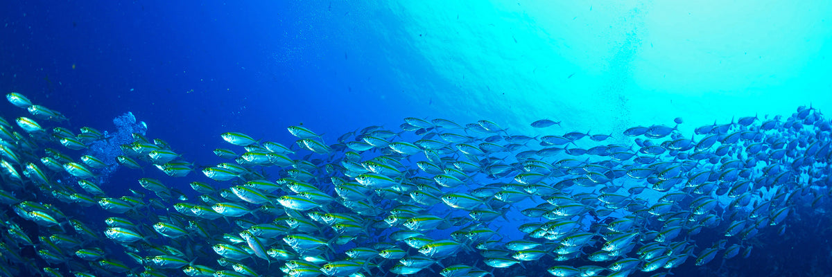 panoramic-3-piece-canvas-print-shoal-of-fish-panorama