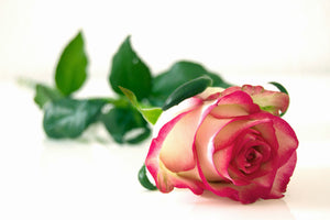 framedcanvas-print-the-proud-rose