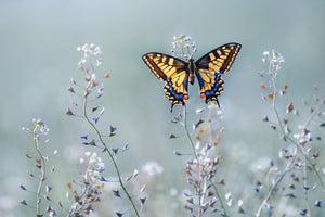 framedcanvas-print-swallowtail-beauty