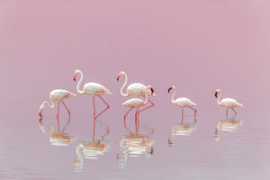 poster-print-flamingos-xyo