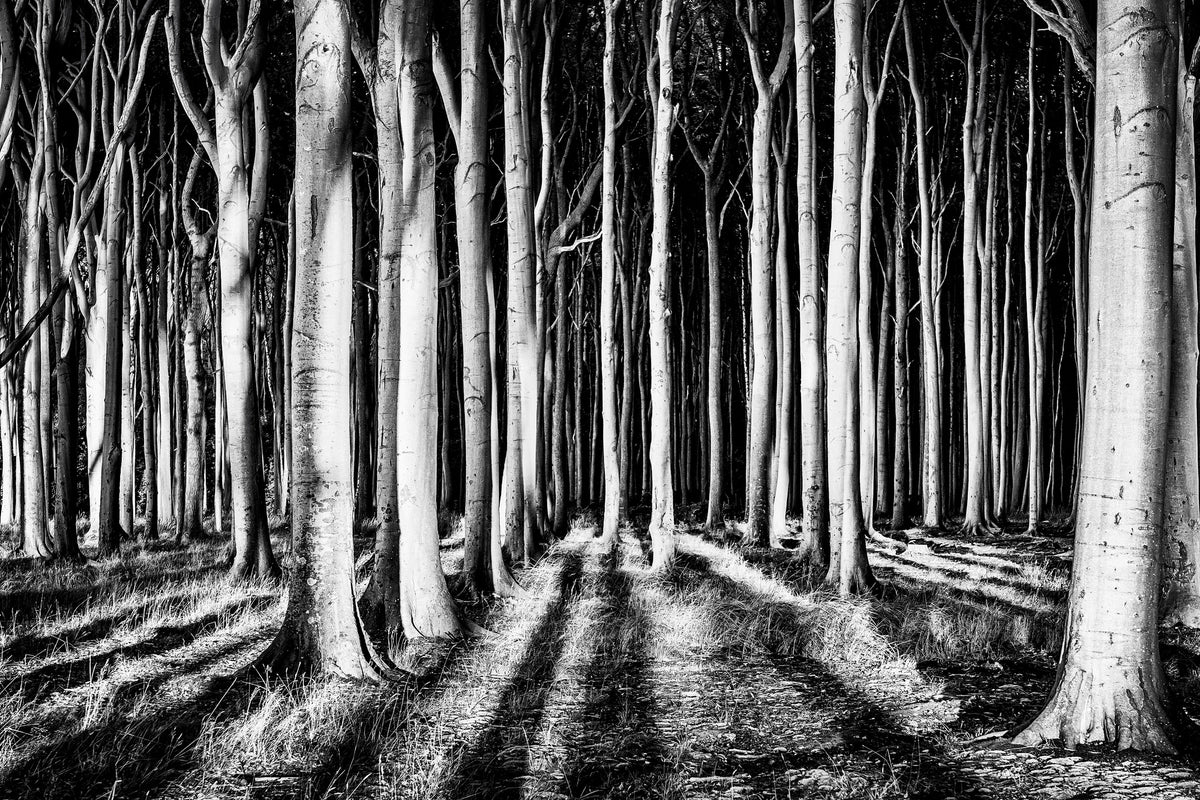 aluminium-print-ghost-forest