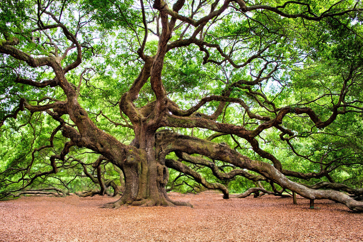 canvas-print-the-oak