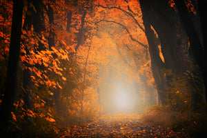 modern-3-piece-acrylic-print-autumn-light-in-the-forest