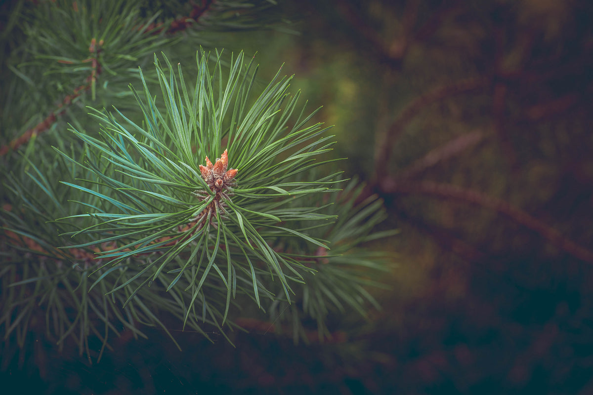 3-piece-acrylic-print-pine-tree-close-up
