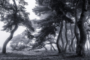 framedposter-print-pine-trees-dancing-in-the-fog-x