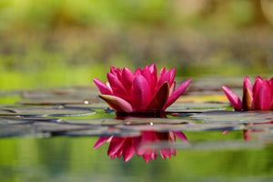 aluminium-print-red-water-lily-duo