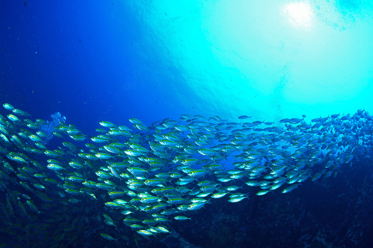 3-piece-aluminium-print-shoal-of-fish