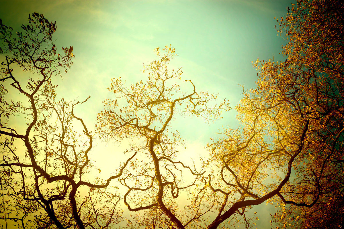 aluminium-print-autumn-trees-ii