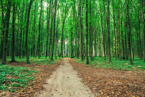 3-piece-canvas-print-pine-forests